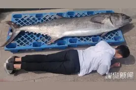 青岛又捕获“巨无鲅”了，鲅鱼的事儿还得唠一唠图片