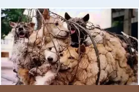 土狗即将被当食材，女孩出500块买下，它眼泪汪汪：谢谢你图片