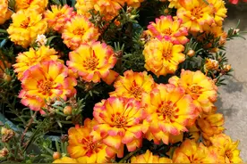 8种籽播太阳花，花似小牡丹，开花很勤奋，栽培容易，你值得拥有图片