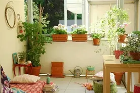 夏天养花，避开3个“禁地”，不然养一盆死一盆，损伤太大了图片