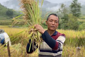 万亩梯田稻谷黄 开镰收割保丰收图片