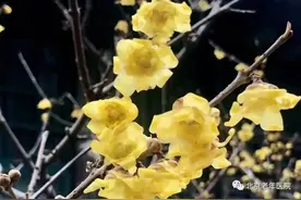 如何面对春季过敏症的“切肤之痒”图片