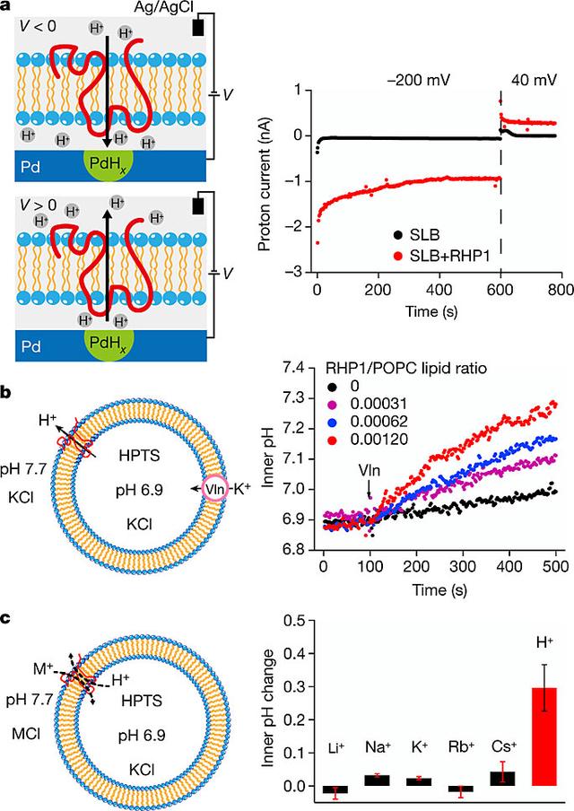 “随意”聚出来的聚合物，如何登上Nature？