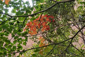 说话、大话、假话、作话图片