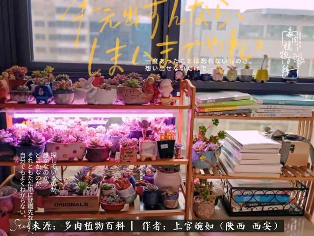 一入肉坑深似海之，我与多肉的不解之缘