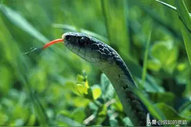 农村老人常说“蛇进家门不能打”，为什么不能打，我来告诉你原因图片