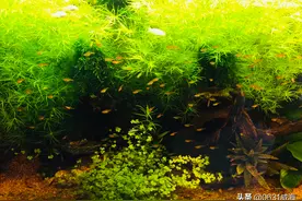 鱼缸过滤设备一旦开启，尽量减少开停次数，一天一开启更不可取图片