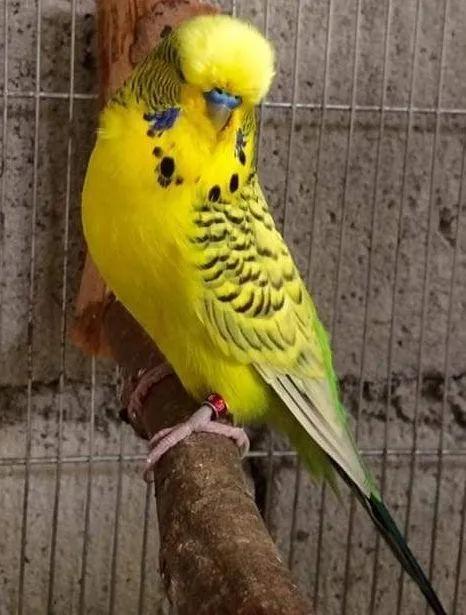 黄绿鱼鳞鹦鹉
