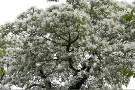 济南降龙木花开如雪，比黄花梨还珍贵，中国仅存一棵图片