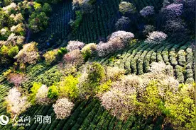 人民网 金刚台上桐花始盛开图片