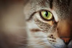 狸花猫跌落神坛，被CFA除名，在国外售价上万也成了过去式图片