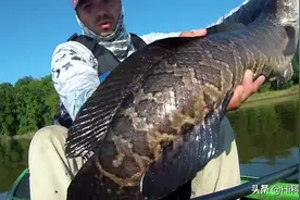 美国遭亚洲黑鱼入侵，长一米多重约18斤，为何美国人不敢吃它？图片