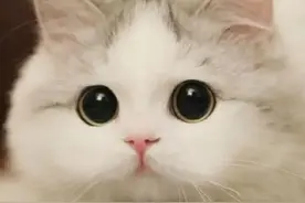 猫宫庄园出现这些征兆，你的猫可能患有癌症图片