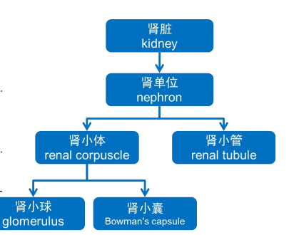 从饮食到药物全方面帮你对抗痛风
