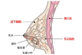 身材很瘦的女生，增肥后胸部会变大吗？图片