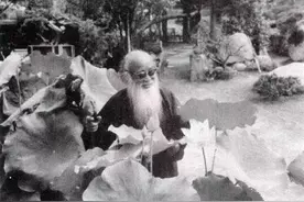 张大千 画荷花图片