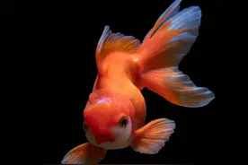 喝酒而已，为什么广东人喜欢养金鱼、甚至还学羊叫？原因太有趣了图片