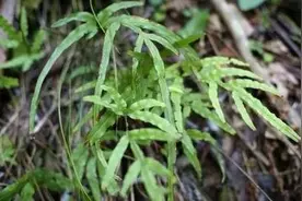 凤尾蕨别名鸡爪草，生长在井栏边、石缝、墙根等阴湿处图片