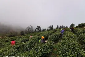 “喂，哥哥喝杯湘西“茶中茅台”保靖黄金茶！”图片