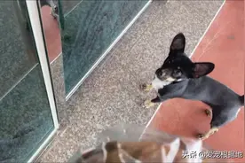 流浪狗赖上好心人，每天守在家门口，为了能有家它努力讨好宠物狗图片