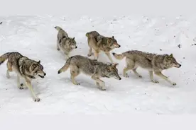 狼群以家庭为单位，低级狼没有交配权，如何繁殖自己的后代？图片