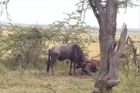 角马打架被马角缠绕，无法挣脱，眼睁睁看着自己被鬣狗吃掉图片