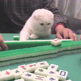 我们统计了1000只猫咪的名字，找出了最沙雕和最常见的TOP10