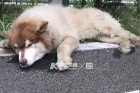 谁家的狗子？浙江高速上一只大型阿拉斯加被车撞伤，躺在超车道无法动弹，民警、消防紧急救援图片