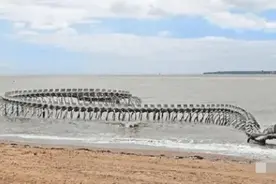 远古海龙骨架惊现海底架？图片