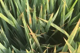 水稻叶尖快速发黄怎么办？请看来自一线专家的调查图片