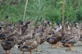 导致腿瘸鸭腿软的病因，鸭腿软站不起来怎么办？图片