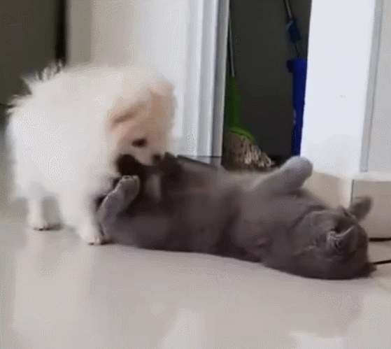 英国短毛猫丨蓝猫