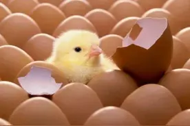 运用好这些技巧，人工孵化鸡蛋成活率高达95%，提高鸡苗成活率图片