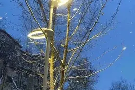 背景图｜玫瑰花不需要长高，小王子会为她弯腰图片