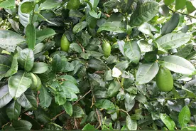 5月涨至一斤36元，吸引农民种植，如今价格腰斩，为何仍被看好图片