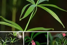 韩太医泰山黄精：黄精、滇黄精、多花黄精的性状区别一览表图片