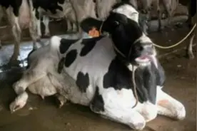 你的饲料有可能害了你的牛，奶牛酮病，导致牛瘫痪的一种病，转发图片