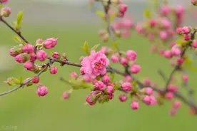 深深牵挂着你，相思深深，难以忘记，你是我今生最最深爱的人图片