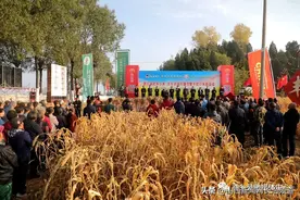 第三届武乡小米·京东农场开镰节暨羊肥小米新品会盛大开幕图片