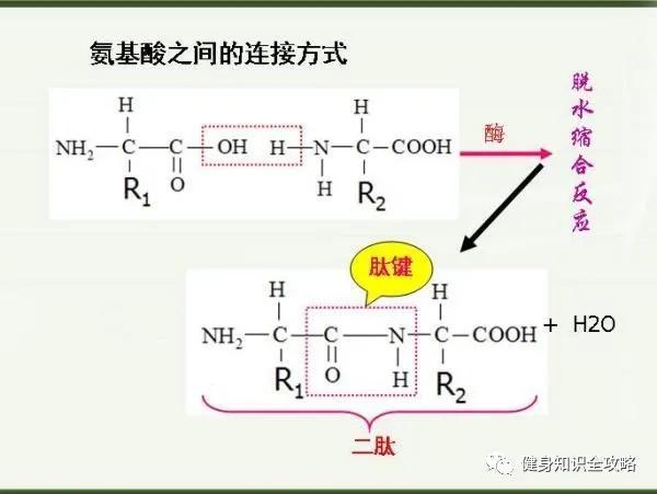 90%的健身人群不知道蛋白质组成的秘密