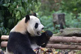 眼红吗？这群成都小朋友的夏令营是与”圆滚滚”作伴图片