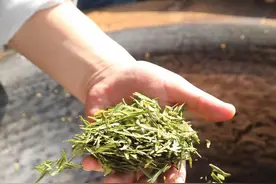 今年，西湖龙井茶价格“大跳水”？并没有！价格和往年持平图片