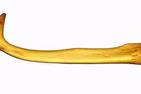 动物们为防止喜当爹都想了哪些办法？构造独特的丁丁立功了图片