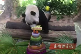 大熊猫“贡贡”和“舜舜”，生日快乐图片
