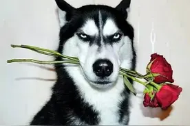 为什么警犬不用哈士奇？专家：不是嫌弃它们笨，怕它跟罪犯成同伙图片