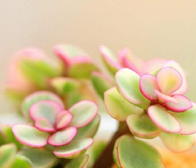 粉绿的雅乐之舞,比其他多肉都皮实,平常要"砍头"长出一大盆有些植物