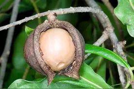 碧根果大战鲍鱼果，谁会起名，谁就能赢？论名字，干果比水果复杂图片