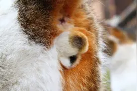 这种花色的猫咪蛋蛋，每3万只猫里才有一对图片