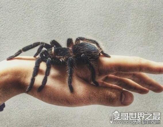 巨蜘蛛 巨蜘蛛吃恐龙(图6)