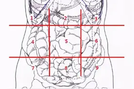 不同位置的腹痛代表了什么？图片
